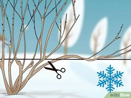 Чернослив, шаг 1