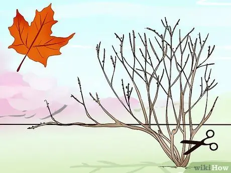 Чернослив, шаг 2