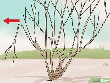 Чернослив, шаг 4