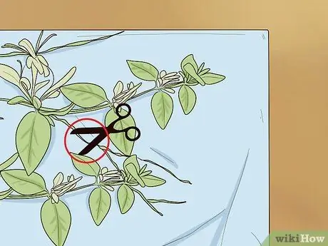 Черносливные лозы, шаг 5