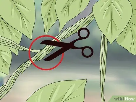 Чернослив, шаг 6