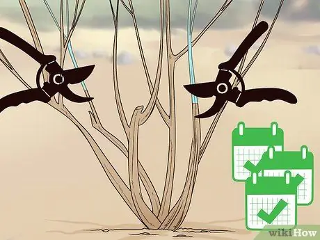 Чернослив, шаг 7