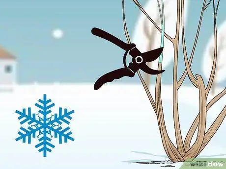 Чернослив, шаг 8