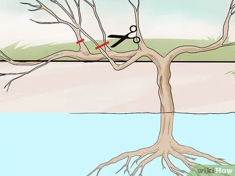 Чернослив, шаг 9