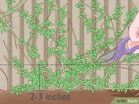 Prune Gate Vines Шаг 11