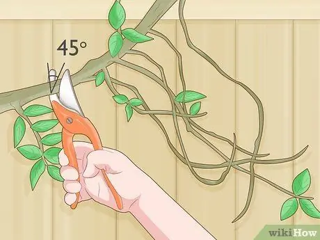 Prune Gate Vines Шаг 4