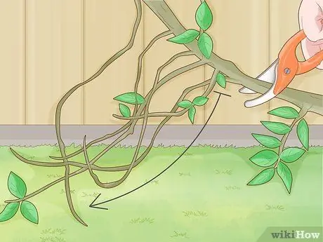 Prune Gate Vines Шаг 9