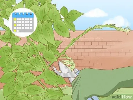 Чернослив Глициния Шаг 9