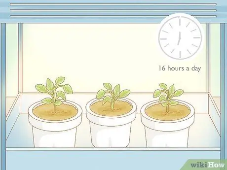 Выращивание табака внутри шага 11