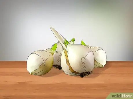 Выращивание слоновьего чеснока, шаг 1