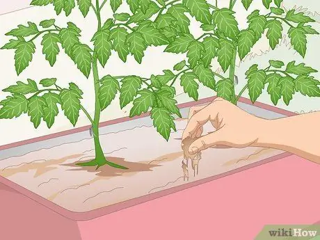 Избавиться от комаров на кухне Шаг 6