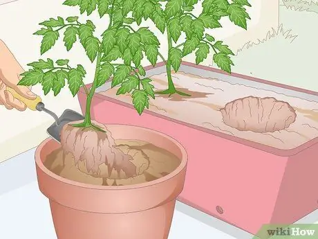 Избавиться от комаров на кухне Шаг 7