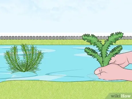 Очистить водоросли Шаг 10
