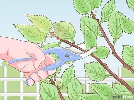 Как справиться с вредителями вишневого дерева Шаг 11 Как справиться с вредителями вишневого дерева Шаг 11