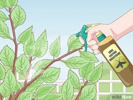 Как справиться с вредителями вишневого дерева Шаг 15 Как справиться с вредителями вишневого дерева Шаг 15