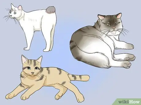 Используйте кошек для борьбы с вредителями, шаг 5