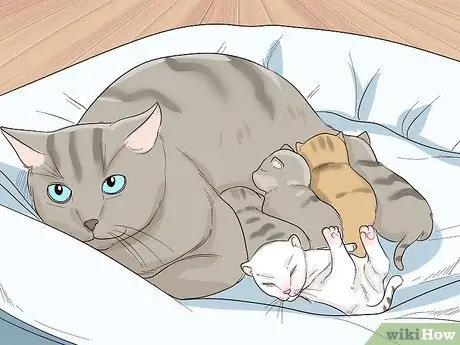 Используйте кошек для борьбы с вредителями, шаг 6