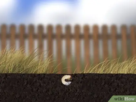 Нанесите Milky Spore Step 9