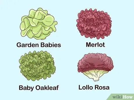 Выращивание салата в помещении, шаг 1