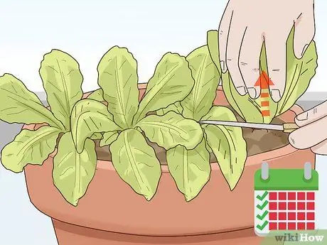 Выращивание салата в помещении Шаг 11