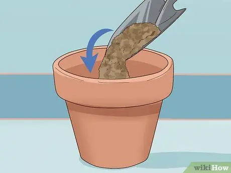 Выращивание салата в помещении, шаг 2