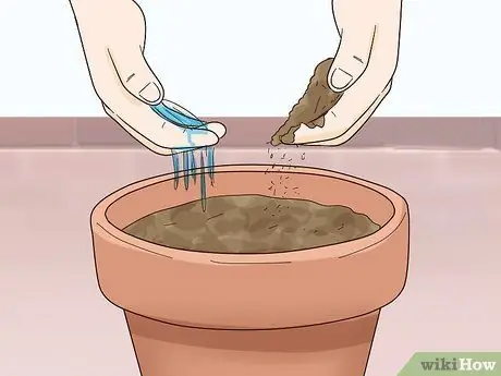 Выращивание салата в помещении, шаг 4