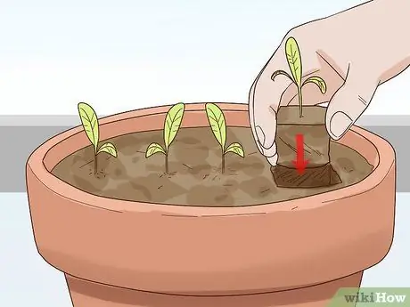 Выращивание салата в помещении, шаг 5