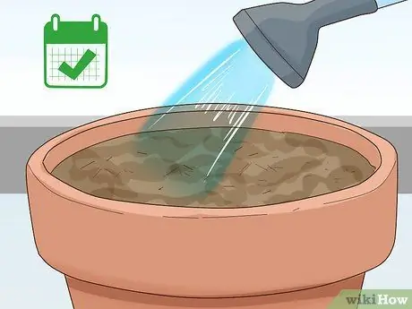 Выращивание салата в помещении Шаг 6