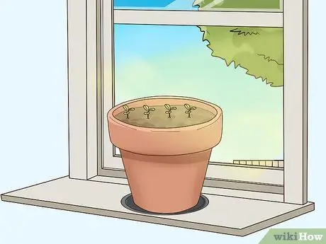 Выращивание салата в помещении Шаг 8