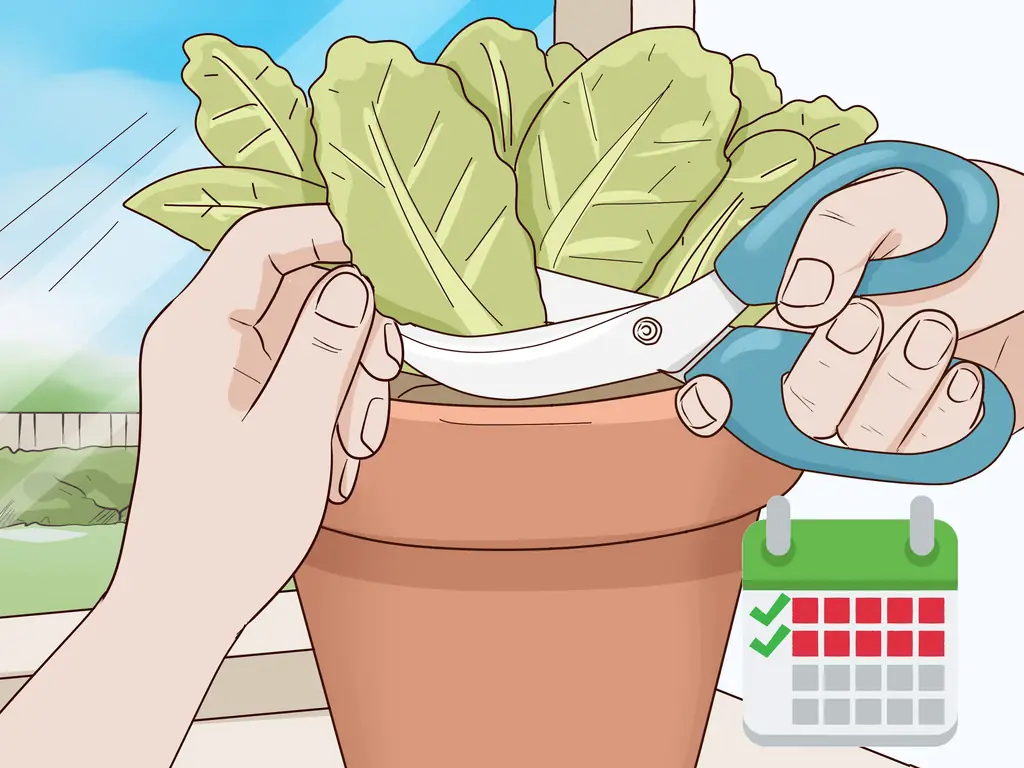 Как вырастить салат в помещении: 15 шагов (с иллюстрациями)