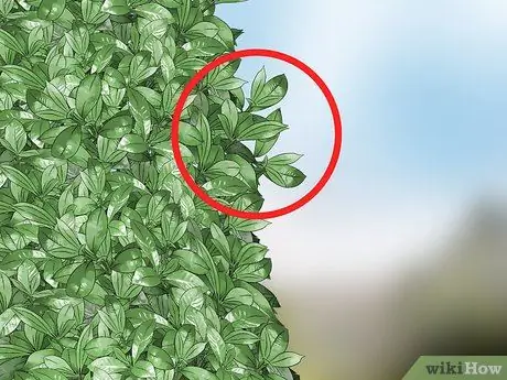 Обрезка кустов Шаг 10