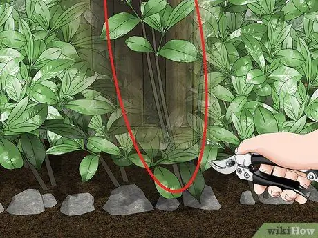 Обрезка кустов Шаг 12