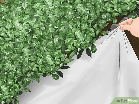 Обрезка кустов, шаг 2