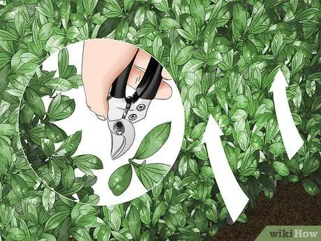 Обрезка кустов Шаг 9