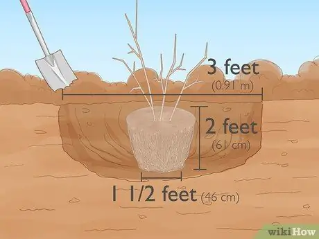 Вырастить забор из живой изгороди Шаг 5