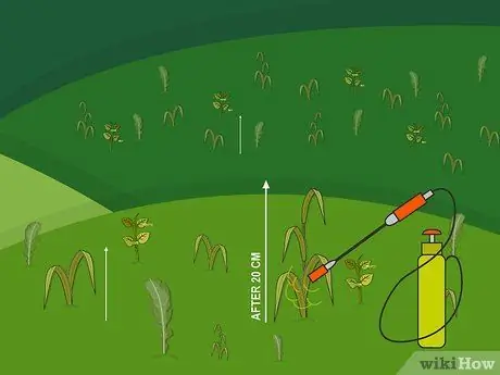 Kill Ryegrass Step 02