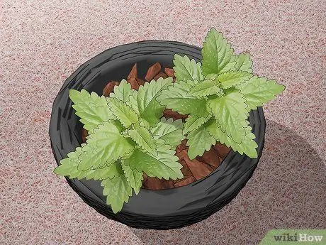 Используйте кошачью мяту Шаг 10