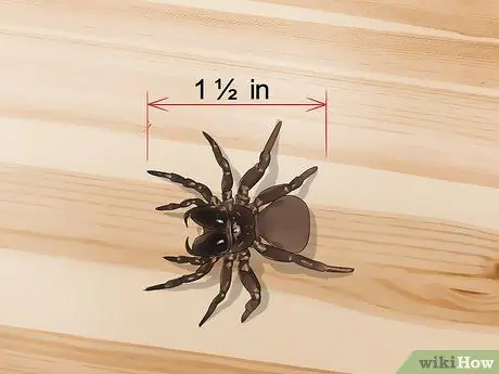 Убить ядовитого паука Шаг 3