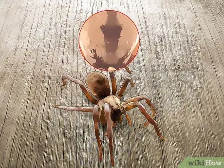 Убить ядовитого паука, шаг 4