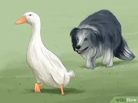 Избавиться от гусей Шаг 4