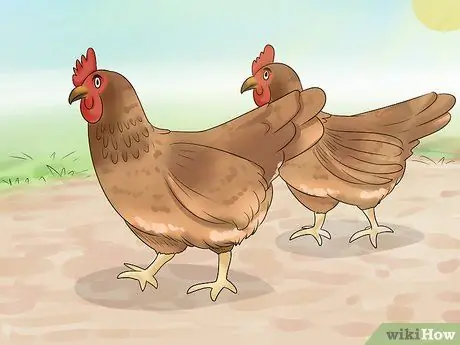 Держите сов подальше от цыплят Шаг 1