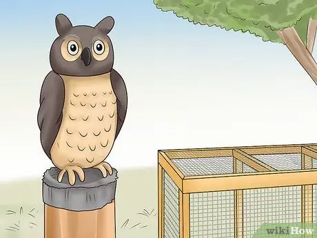 Держите сов подальше от кур Шаг 10