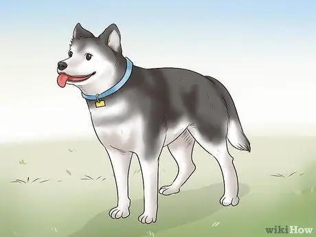 Держите сов подальше от кур Шаг 12