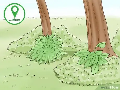 Держите сов подальше от кур Шаг 6