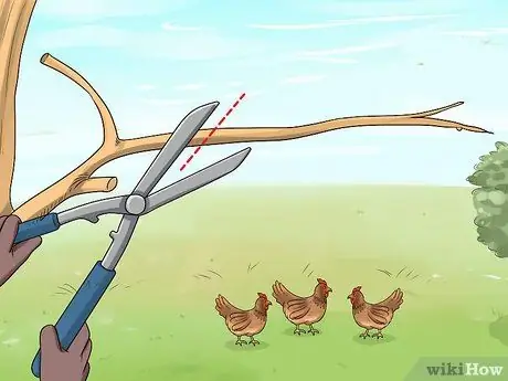 Держите сов подальше от цыплят Шаг 7