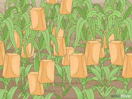 Защитите свой сад от птиц Шаг 6
