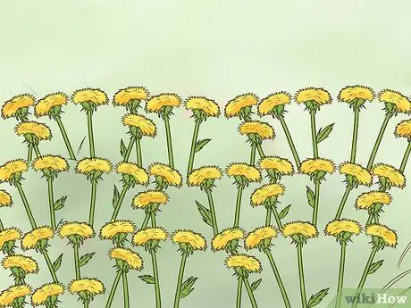 Сажать полевые цветы Шаг 13