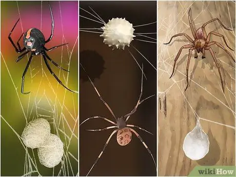 Убить паучьи яйца, шаг 1