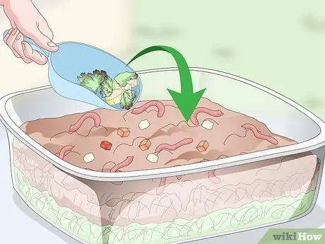 Feed Worm Farm Worms Шаг 11