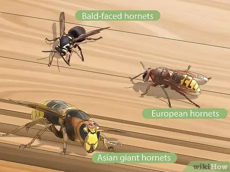 Убить шершневое гнездо, шаг 2